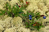 Blueberry {Vaccinium sp} and Lichen,  N Quebec, Canada