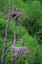 Great blue herons {Ardea herodias} nesting in dead tree, Quebec, Canada