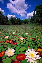 Fragrant water lilies {Nymphaea odorata} Quebec, Canada