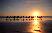 Camel riders on beach at sunset, Broome, Western Australia
