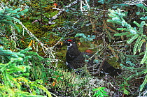 Spruce grouse {Falcipennis canadensis} male in taiga habitat, Northern Quebec, Canada