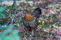 Spruce grouse {Falcipennis canadensis} juvenile male in taiga habitat, Quebec, Canada