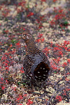 Spruce grouse {Falcipennis canadensis} juvenile male in taiga habitat, Quebec, Canada