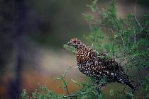 Spruce grouse {Falcipennis canadensis} female roosting, Northern Quebec, Canada.