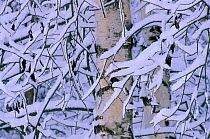 Snow covered birch trees {Betula pendula} Bavaria, Germany