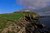 Sumburgh head RSPB seabird cliffs, Shetland, Scotland, UK. Lighthouse