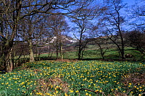 Wild daffodils in flower beside River Dove, North Yorkshire Moors, England