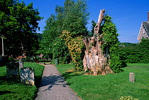 Churchyard with stump of Gilbert White's yew tree. Selborne, Hampshire, England