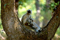 Southern plains grey / Hanuman langur (Semnopithecus dussumeri) suckling young, India