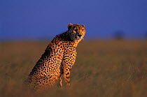 Female Cheetah sitting {Acinonyx jubatus} Masai Mara GR, Kenya