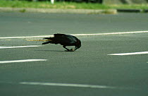 Carrion crow {Corvus corone} feeding on crushed walnut placed on road purposefully so that vehicle will crush it, Sendai, Japan