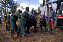 White rhinoceros {Ceratotherium simum} being helped to feet after sedation for examination, MalaMala GR, South Africa