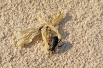 Darkling beetle (Tenebrionidae sp) with Yucca flower, White Sands National Monument, New Mexico