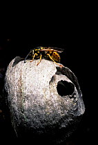 Common wasp queen nest building (Vespula vulgaris) UK