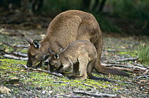 Western grey kangaroos {Macropus fuliginosus} mother and joey grazing, Australia.