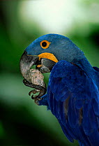 Hyacinth macaw holding food in claw to eat {Anodorhynchus hyancinthinus}, occurs Brazil