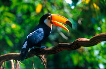 Toco toucan portrait {Ramphastos toco}, Iguazu Bird Park, Brazil, South America