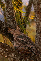 Tawny frogmouth sitting on nest camouflaged in tree {Podargus strigoides} Lamington NP, Australia