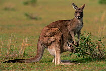 Eastern grey kangaroo with joey in pouch {Macropus giganteus} Wilsons promontory NP, Australia