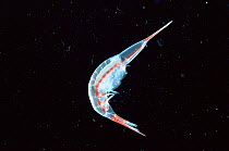Deep sea Amphipod {Streetsia sp}