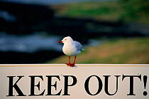 Silver gull on Keep Out sign {Chroicocephalus novaehollandiae} Moreton Is, Queensland Australia.