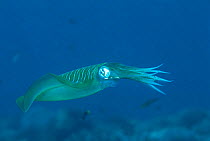 Bigfin reef squid {Sepioteuthis lessonians} Kungkungan Bay, Sulawesi, Indonesia