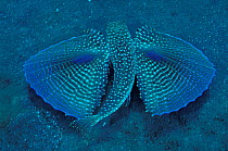 Flying gurnard with 'wings' spread out {Dactylopterus volitans}, Dominica, West Indies