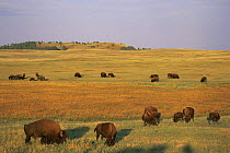 Bison herd {Bison bison} grazing on plains, South Dakota, USA