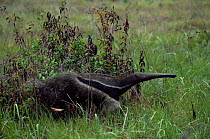 Giant anteater {Myrmechophaga tridactyla} Guyana, South America