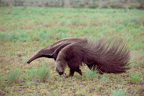 Giant anteater running {Myrmechophaga tridactyla} Rupununi, Guyana