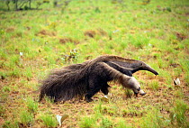 Giant anteater running {Myrmechophaga tridactyla} Rupununi, Guyana, South America