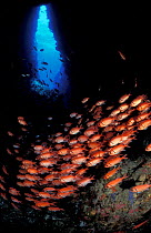Schooling Blackbar soldierfish in cave {Myripristis jacobus} Dominica, West Indies
