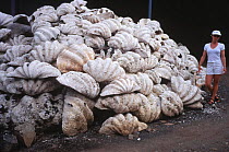 Pile of discarded Giant Clam shells {Tridacna gigas} delicacy, Papua New Guinea