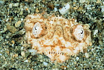 Close up of Stargazer face {Uranoscopus sp} buried in sand, Papua New Guinea