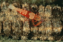 Emperor shrimp {Pericllimenes imperator on Sea cucumbe, Papua New Guinea