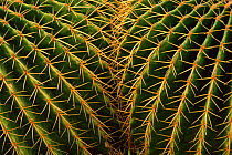 RF- Golden barrel cactus close-up (Echinocactus grusonil). (This image may be licensed either as rights managed or royalty free.)