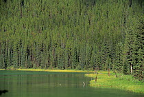Beaver Lake surrounded by coniferous forest, Jasper NP, Alberta, Canada