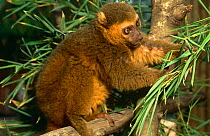 Golden bamboo lemur {Hapalemur aureus} Ranomafana NP, Madagascar