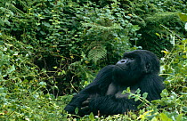 Silverback mountain gorilla {Gorilla beringei} in rainforest, Volcans NP, Rwanda