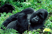 Silverback mountain gorilla {Gorilla gorilla beringei} Parc des Volcans, Rwanda, Africa