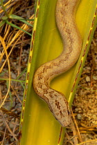 Antiguan racer on Agave {Alsophis anitguae}, world's rarest snake, Antigua, WI
