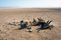 Carcass of Bohor reedbuck, drought victim, Lake Nakaru, Kenya