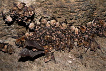 Roost of Great eastern horseshoe bats {Rhinolophus luctus}, Bandhavgarh NP, India