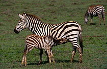 Grants zebra {Equus quagga boehmi} female with suckling foal, Amboseli NP, Kenya