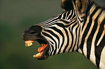 Burchell's zebra barking {Equus quagga} South Africa Not available for ringtone/wallpaper use.