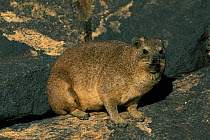 Rock hyrax {Procavia capensis} Augrabies Falls NP, South Africa