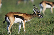 Male Thomson's gazelle (Gazella thomsoni) scent marking vegetation from gland on face, Masai Mara Game Reserve, Kenya