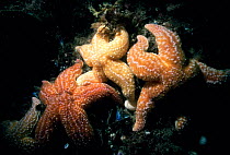Common starfish feeding on mussles, on rock {Asterias rubens} UK.