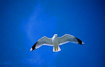 Common gull in flight {Larus canus}, Storebaelt, Denmark