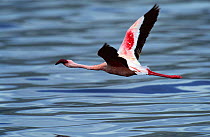 Lesser flamingo in flight {Phoeniconaias minor}, Lake Bogoria, Kenya, East Africa